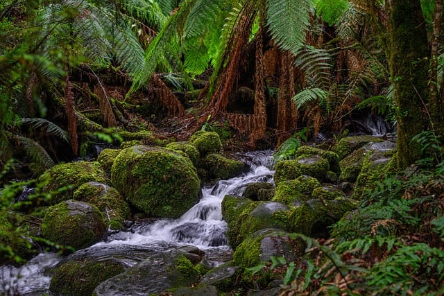 mossman gorge river of stone and spirit cover